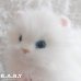 画像3: Blue Eyes White Longhair Fluffy Kitty