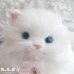 画像2: Blue Eyes White Longhair Fluffy Kitty (2)