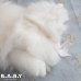 画像7: Blue Eyes White Longhair Fluffy Kitty