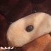 画像3: T.W.I.E Coffee Puppy 3D Big Pillow
