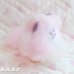 画像4: Sweetie Kitties / Party Time Himalayan