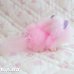 画像6: Sweetie Kitties / Party Time Himalayan