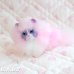 画像1: Sweetie Kitties / Party Time Himalayan (1)
