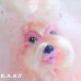 画像3: Sweetie Pups / Party Time Toy Poodle