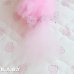 画像7: Sweetie Kitties / Party Time Himalayan