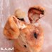 画像12: Character Novelty Antique Mocha Bunny