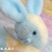 画像2: Eden Shake Me Rattle Two Tone Bunny (2)