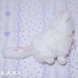 画像5: Ribbon Princess Kitty (5)