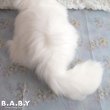 画像5: Blue Eyes White Longhair Fluffy Kitty (5)