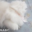 画像7: Blue Eyes White Longhair Fluffy Kitty (7)