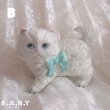 画像10: Cat With Ribbon Figure (10)